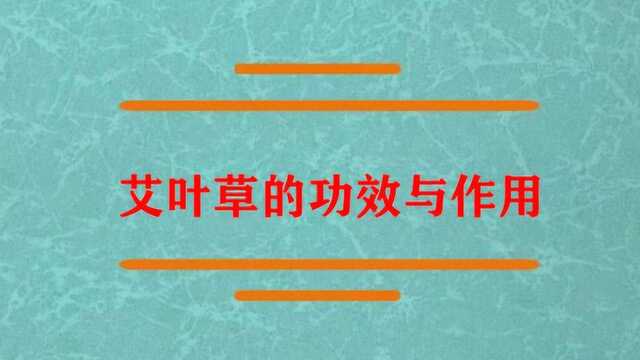 艾叶草的功效与作用分别是什么?