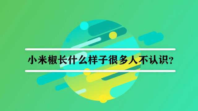 小米椒长什么样子很多人不认识?