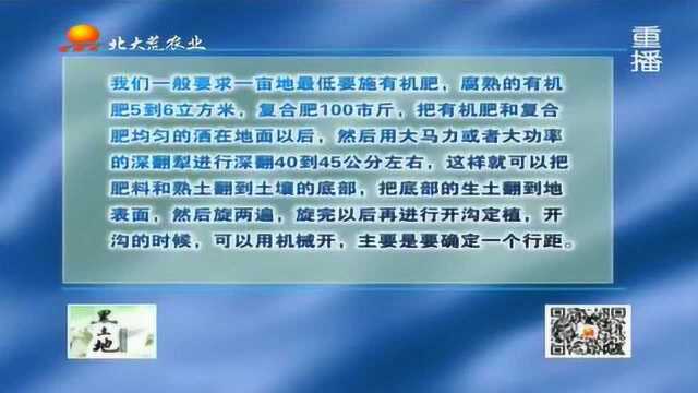 芦笋种植如何进行整地?肥量、种植间距以及培土还有这些讲究