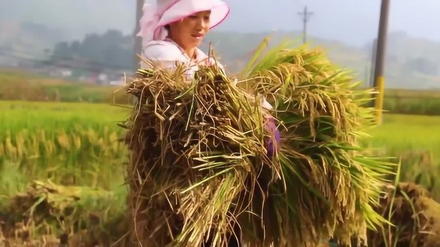 宣威海岱的稻子