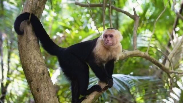 巴拿马群岛的猴子出现异常,引专家关注,科学家:智商很高