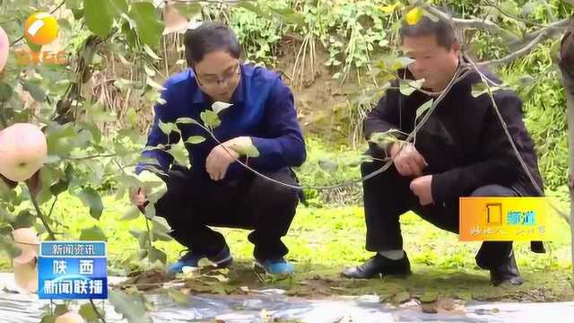 “秋淋持续”对农业生产利弊兼具,陕西各地应科学应对分类施策