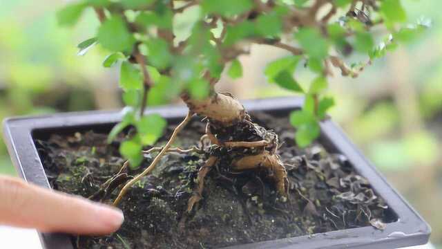 植物滋生蚂蚁别忽视,几种方法轻松去除害虫