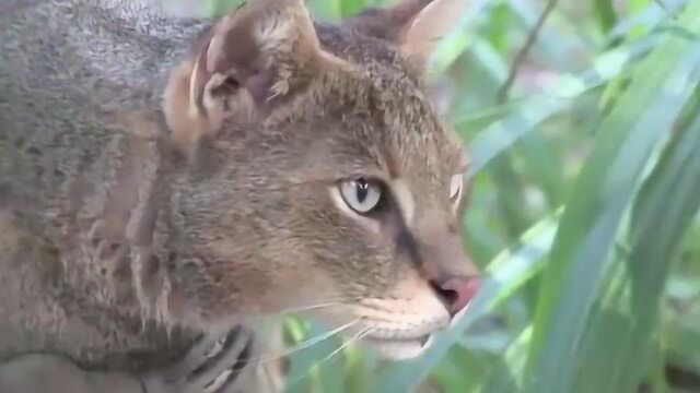 大家明明都是猫科动物,野狸子竟然以猫猫为食,猫:至于吗老铁?