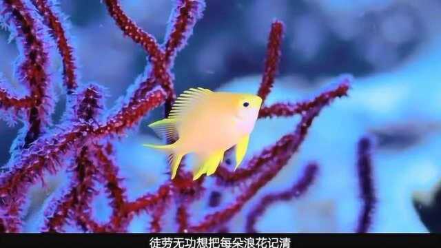 美丽的海底世界,一段《大海》,感受经典,一起升华,太享受了!