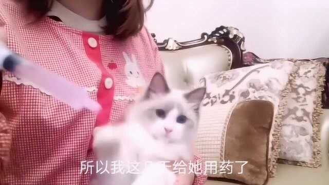 猫咪得疱疹怎么办?有什么症状?铲屎官现身说法传授经验