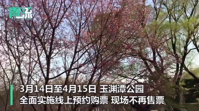 北京玉渊潭樱花陆续绽放 吸引了不少“汉服”小姐姐 记得“防护第一”哦