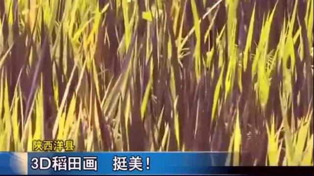 陕西洋县3D稻田画:水稻种植初勾勒图案,五种特殊水稻按图种植