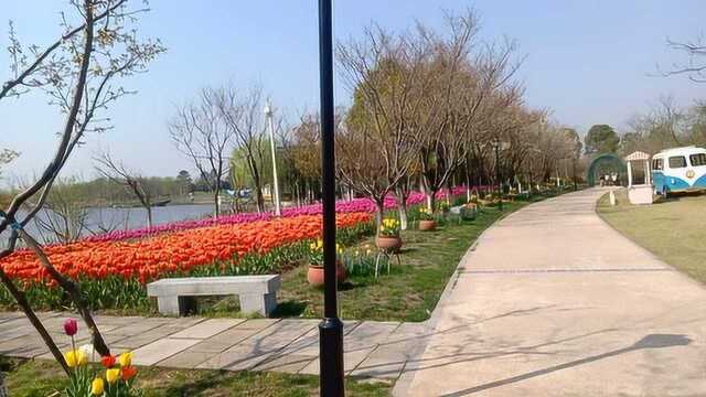 绍兴市上虞区海上花田免费开放中7