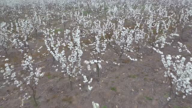 航拍千树梨花开放,换个角度欣赏如雪的梨花