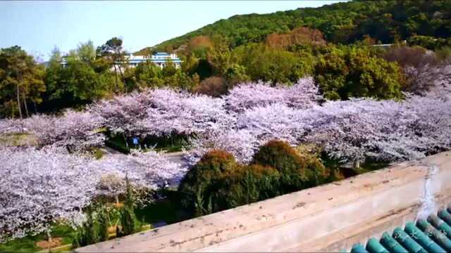 武汉大学樱花宣传片 今日 武汉大学 发布武大樱花宣传片