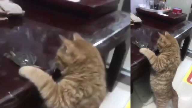 猫猫:这家伙怎么下嘴啊,夹死我了,走了,不吃了!