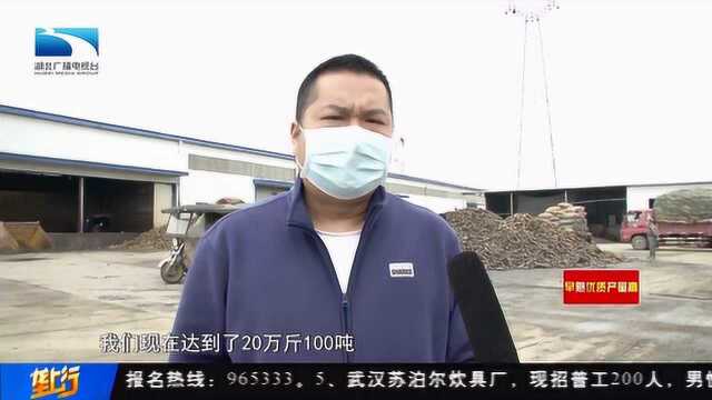 荆楚好味到 | 孝感汉川:抢时间抓生产 汉川莲藕销全国