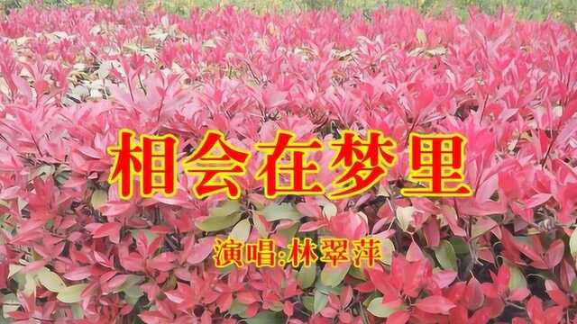 林翠萍《相会在梦里》,经典金曲,好听送给你!