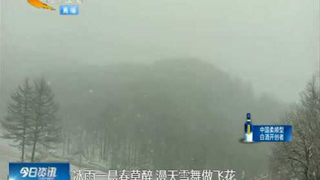 入春第4场雪!石家庄驼梁景区四月飞雪,30分钟积雪2厘米厚