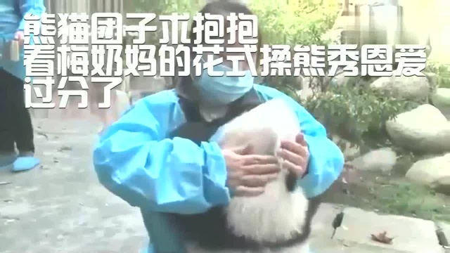 熊猫团子求抱抱,看梅奶妈的花式揉熊秀恩爱,过分了!