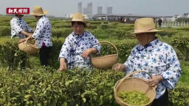 金山茶园绿 春茶采摘忙