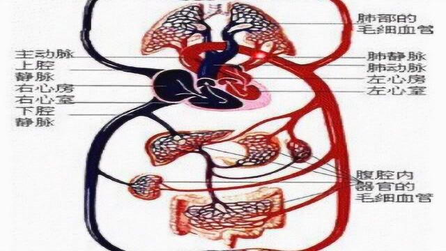 人教版七年级生物下册教学:4.3输送血液的泵心脏