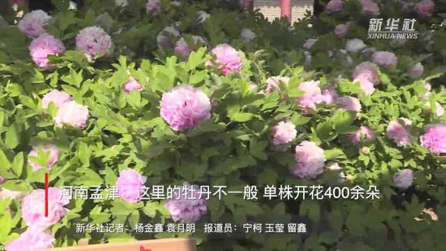 河南孟津:这里的牡丹不一般!单株开花400余朵