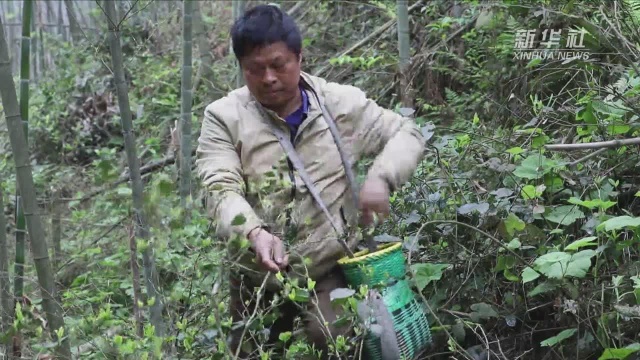 蓝山:万亩高山野生茶成百姓增收“黄金叶”