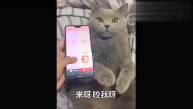 现在的翻译软件流弊了,真的能翻译猫语!