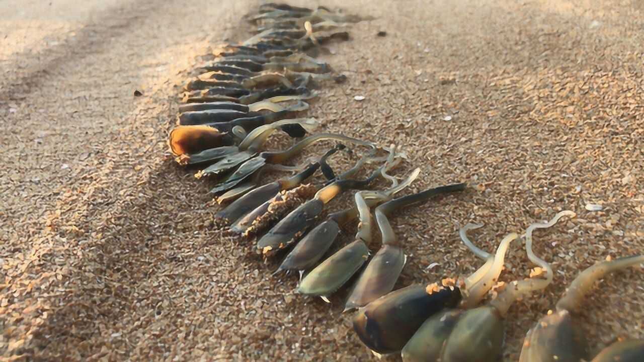 小斗赶海挖海豆芽,一铁锹一根,半个小时挖了五六十根!