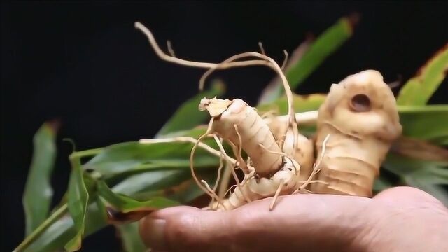 长得似姜却名黄精,补气养阴抑制血糖升高,专家用来治肺痨防痴呆!