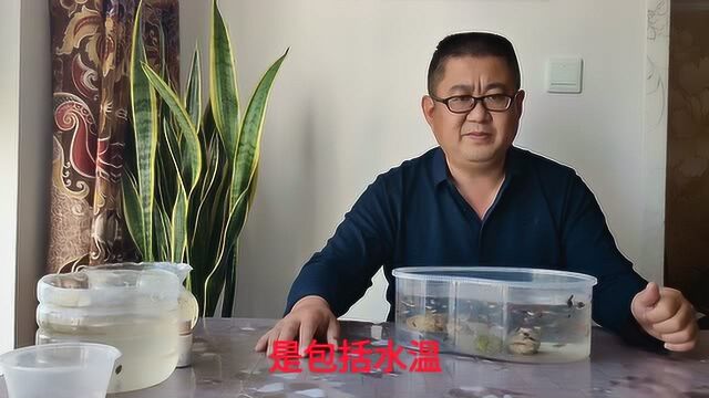 你想知道为何母孔雀鱼迟迟不下小鱼?为何有很多死胎?掌握这几点你也是高手