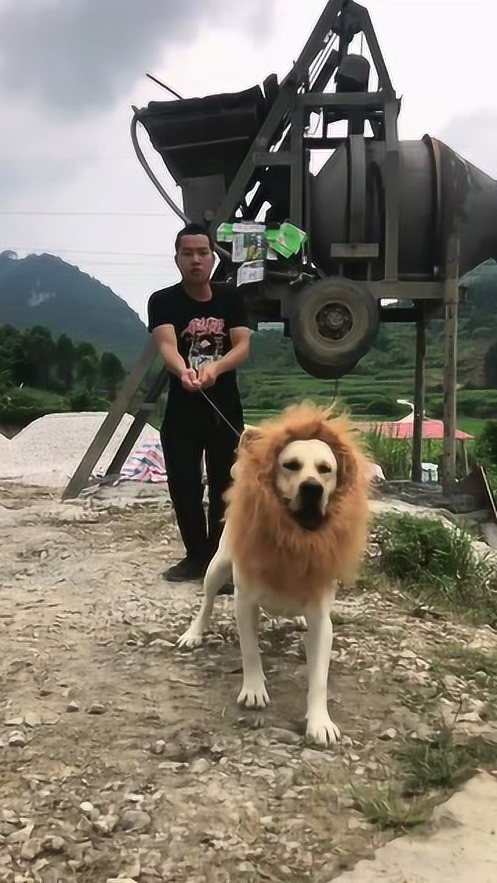 拉布拉多犬戴上围脖它以为自己是金毛狮王了比藏獒还凶猛