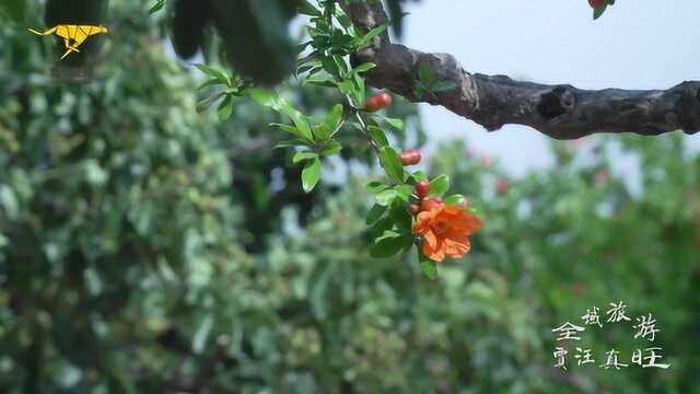 全域旅游 贾汪真旺——石榴花开大洞山