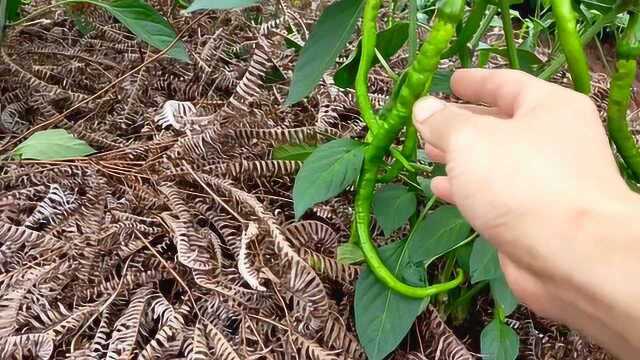 辣椒起了虫,但又不想打药,分享一下不打药灭虫的方法