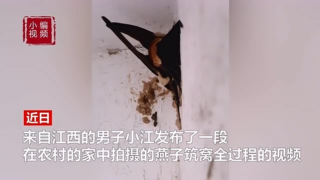 小伙记录燕子筑窝全过程,网友感叹“这就是人生”