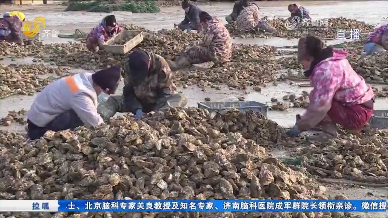 龙口10万亩牡蛎迎来收获季,个大肥美销售紧俏,码头一片热闹景象