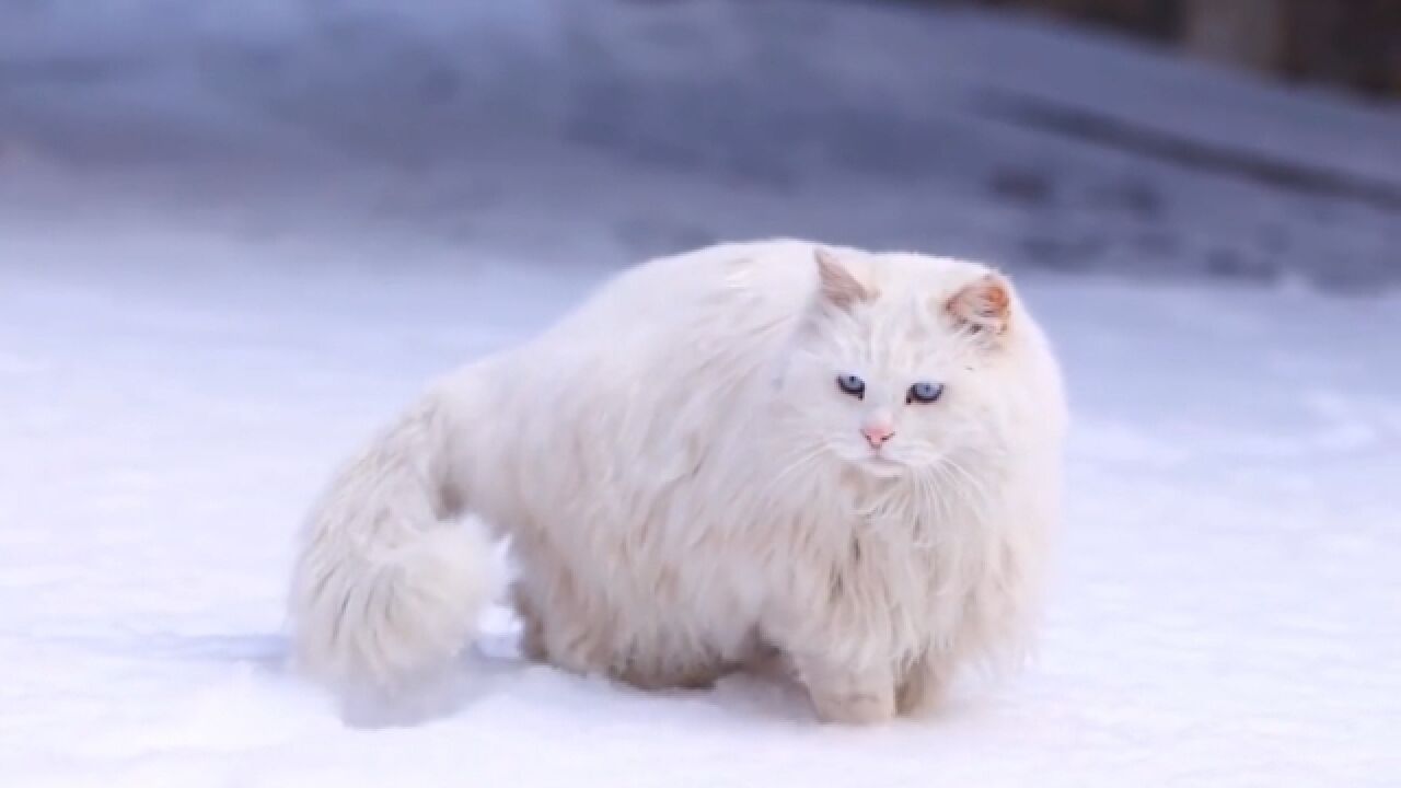 为什么说白猫,在猫届中混的最惨 ?喵喵课代表