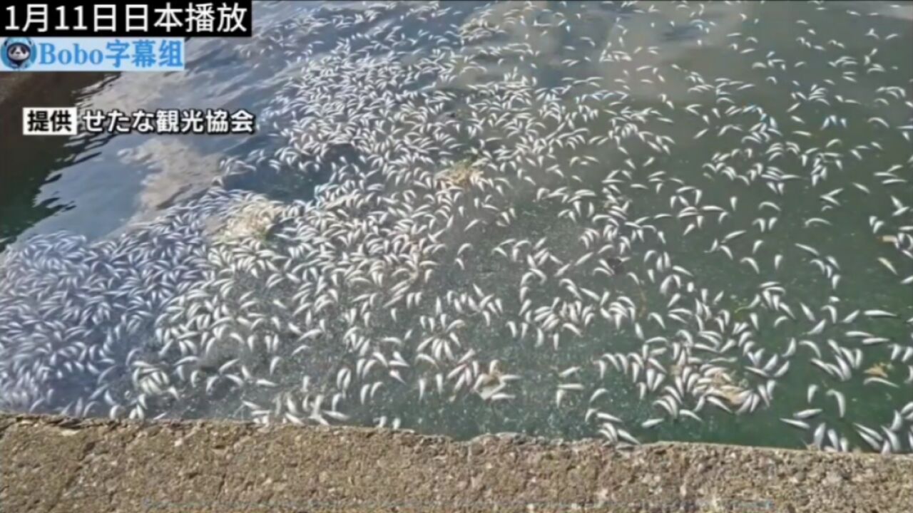 日本北海道渔港和沿岸又出现大量死鱼