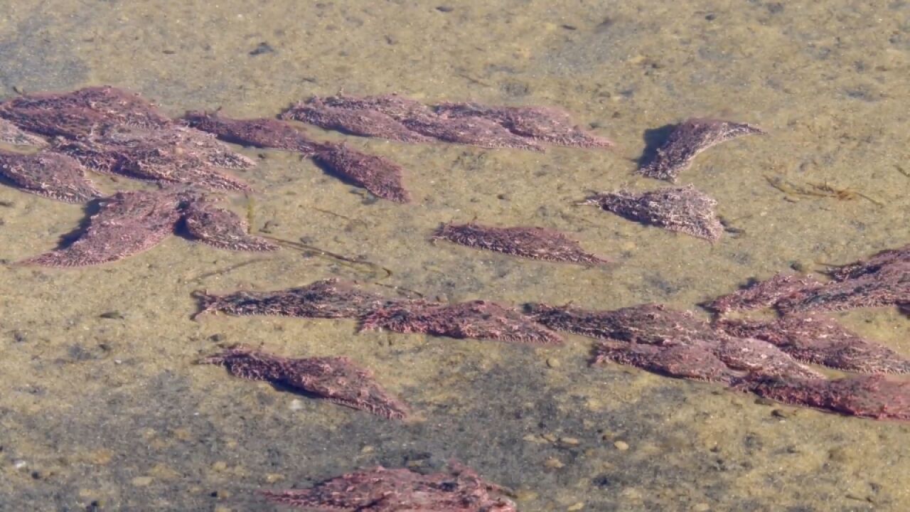 为自保蓝斑海兔吸食有毒物让自己既丑又毒,为繁衍上演交配大戏!