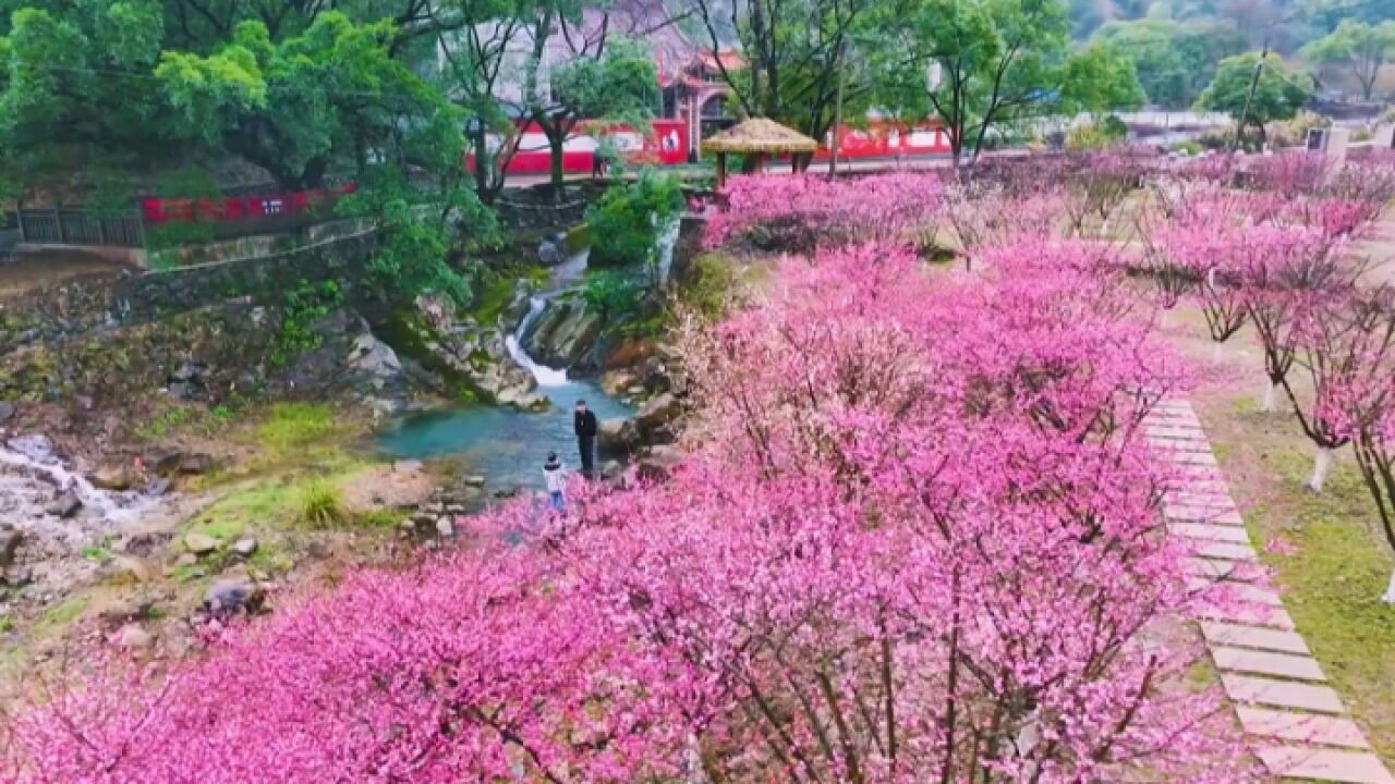 瑞安许岙梅花迎风绽放 暗香浮动宛若仙境