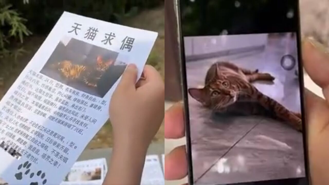 相亲角的风吹到了猫圈:猫咪相亲用文言文简历,简直太卷了