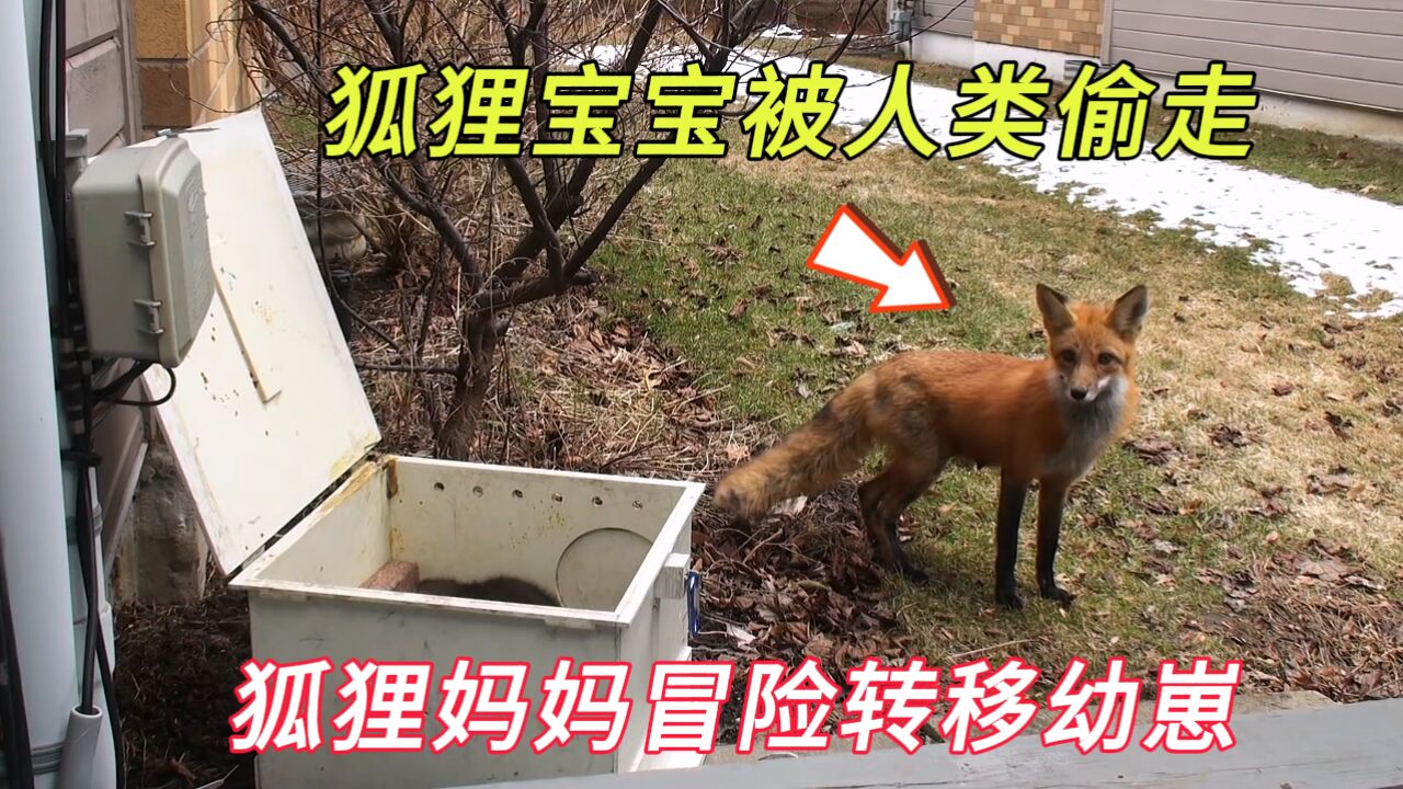 狐狸宝宝被人类偷走,狐狸妈妈冒险将所有幼崽转移到安全的新住所