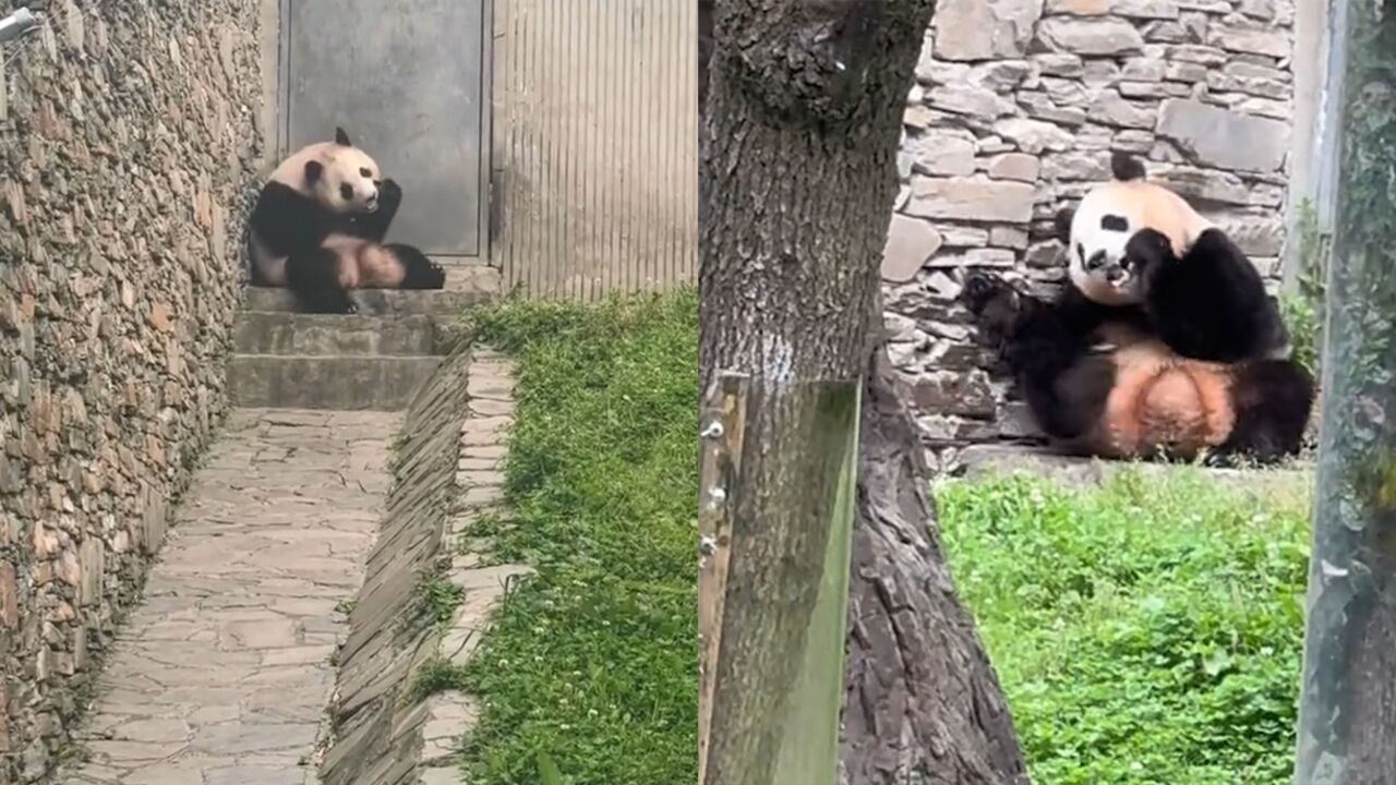 福宝场地疑似掉入镜头盖,被福宝拿取啃食,有游客称已暂停展出