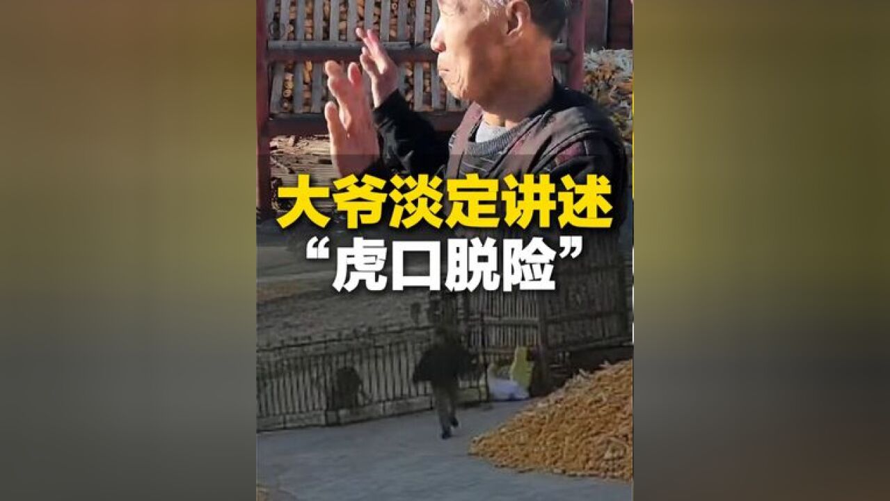 11月18日,黑龙江“虎口脱险”大爷淡定回忆与老虎隔门相遇:呼一下奔我来了 老大了!