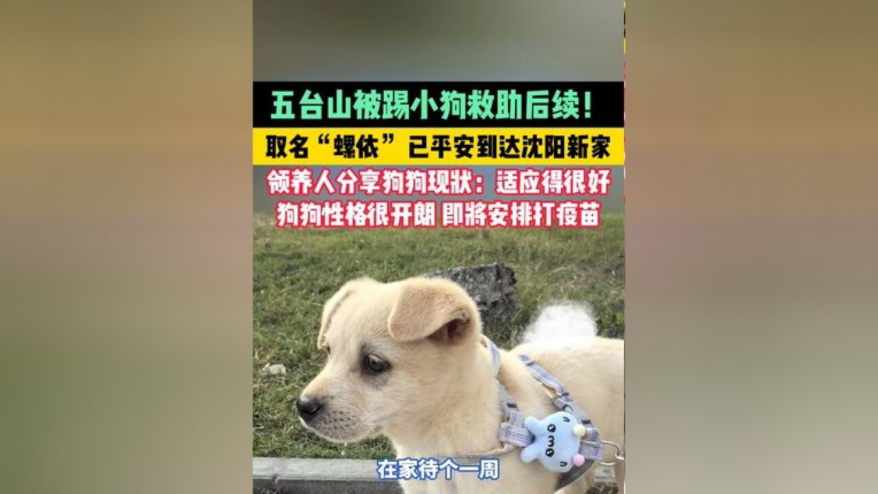 五台山被踢小狗救助后续!取名“螺依”,已平安到达沈阳新家! 领养人分享狗狗现状:适应得很好,狗狗性格很开朗,即将安排打疫苗