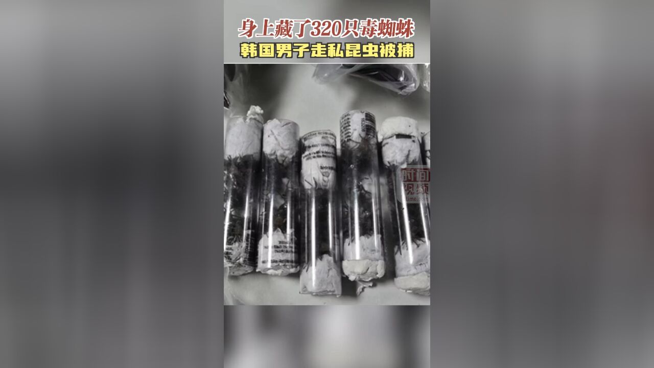 身上藏了320只毒蜘蛛!韩国男子走私昆虫被捕