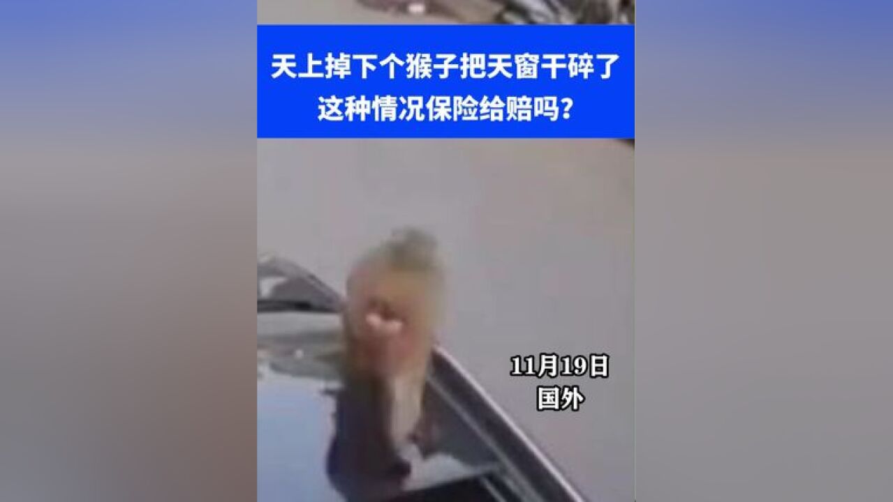 猴子砸碎汽车天窗,这个保险能赔不?