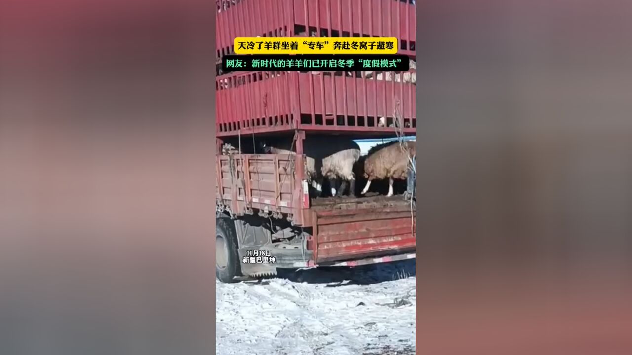 天冷了羊群坐着“专车”奔赴冬窝子避寒