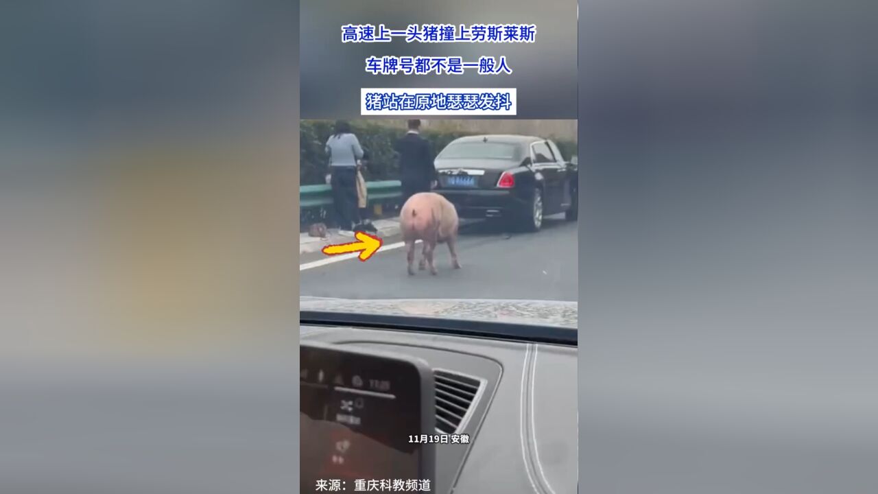 高速上一头猪撞上劳斯莱斯,车牌号都不是一般人