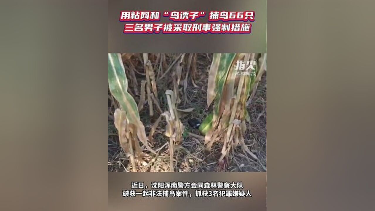 用粘网和鸟诱子捕鸟66只 ,三名男子被采取刑事强制措施