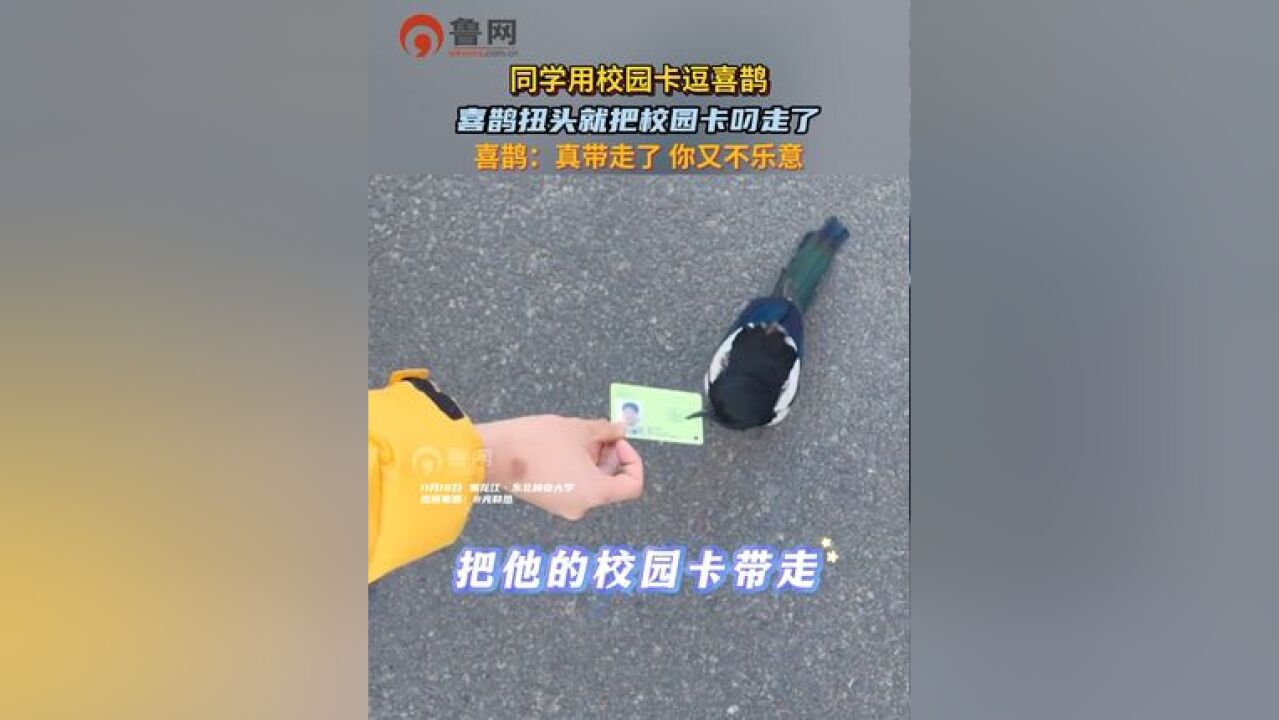 同学用校园卡逗喜鹊,喜鹊扭头就把校园卡叼走了,喜鹊:真带走了,你又不乐意