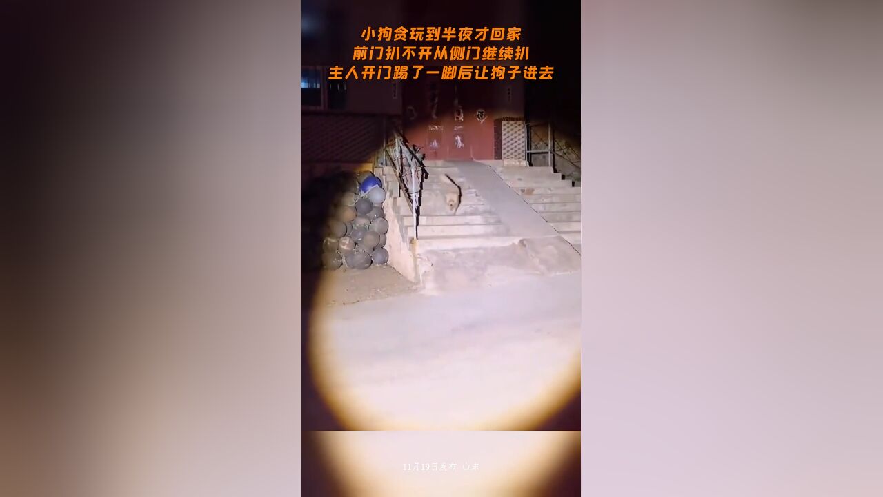 小狗贪玩到半夜才回家,前门扒不开从侧门继续扒,主人开门踢了一脚后让狗子进去