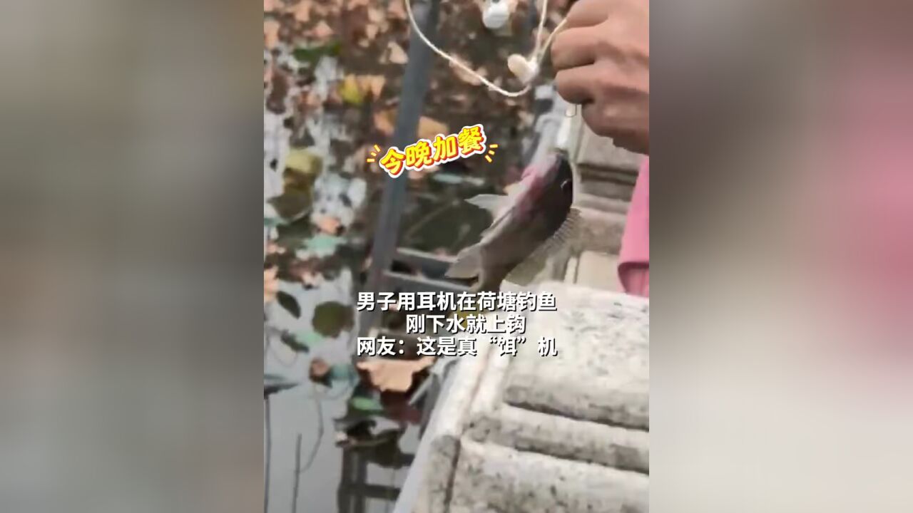 男子用耳机在荷塘钓鱼 刚下水就上钩 网友:这是真“饵”机